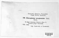 Chlorociboria aeruginascens image